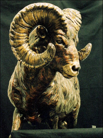 Big Horn Sheep